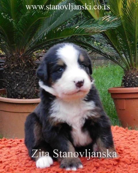 Bernski-planinski-pas-rezervacija-štenadi