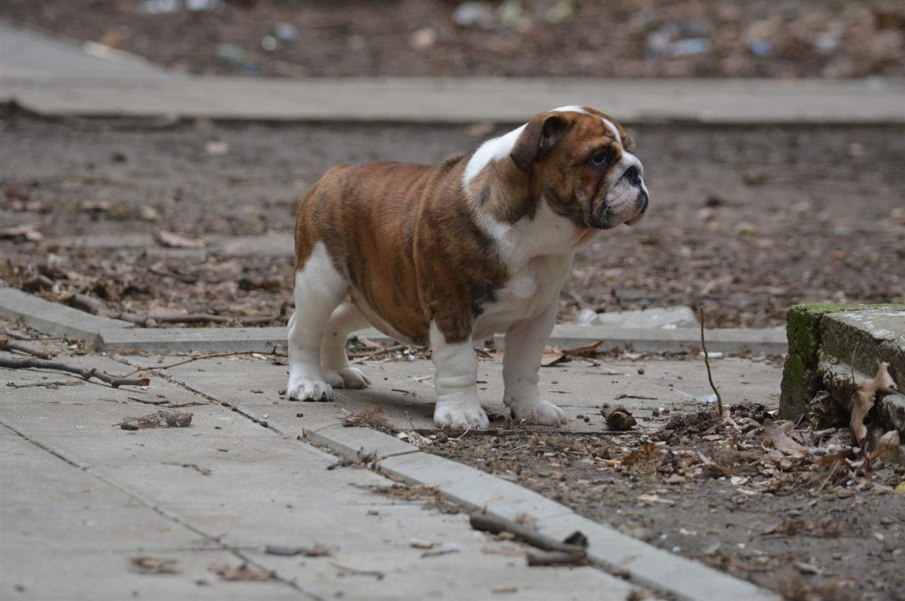 Engleski-buldog