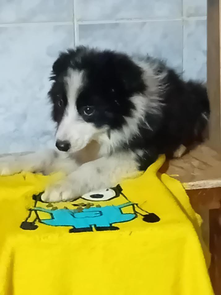 Border-Collie