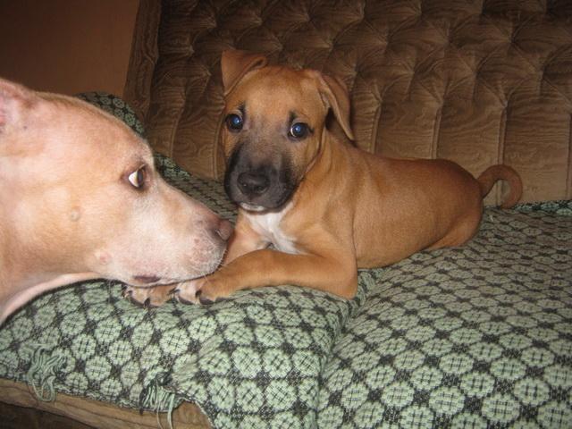 musko-stene-PIT-BULLa