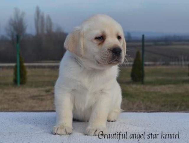 Stenci-LABRADOR-RETRIVERA