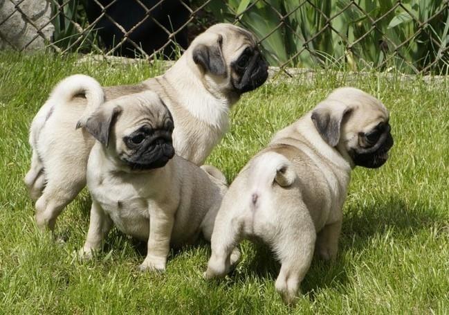 Mops