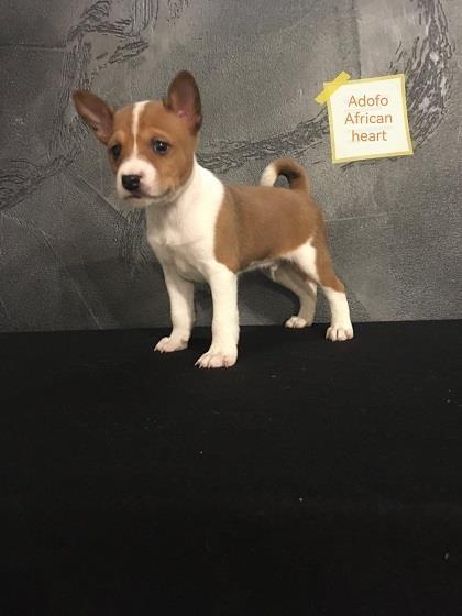 Basenji-štenci-