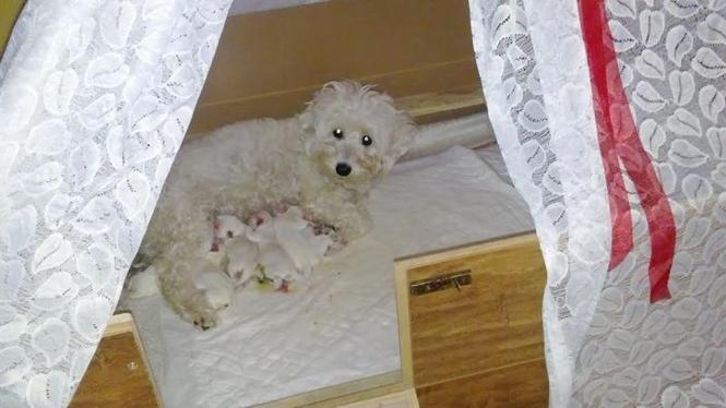Coton de Tulear - štenci
