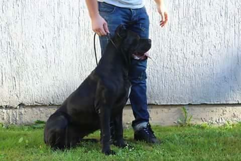 Cane-Corso