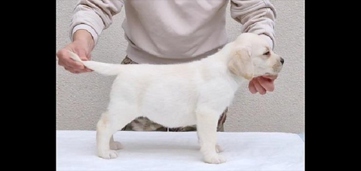 Labrador-stenci-