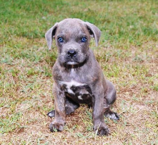 Cane-Corso--stenci