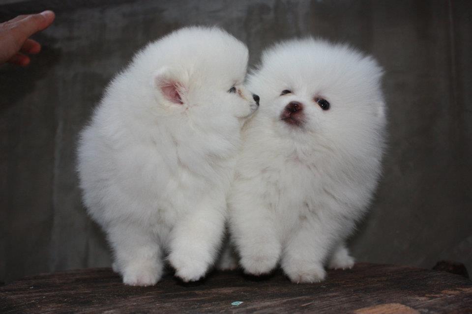 Pomeranski-spic-