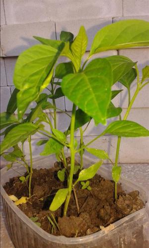 Thai chili Sadnice