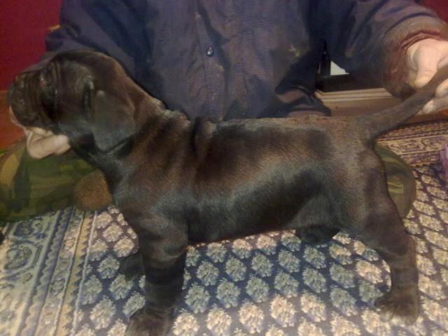 Cane-corso-stenci