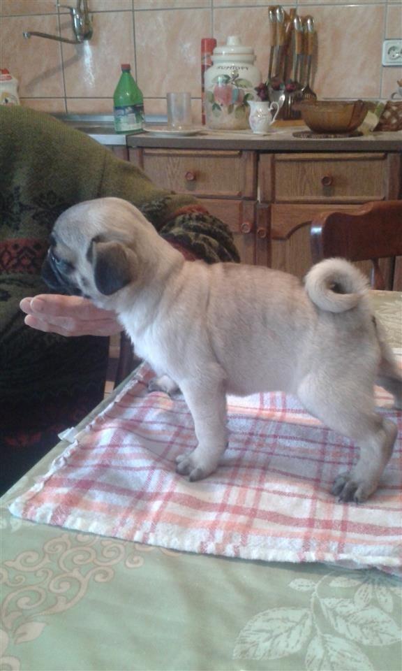 mops