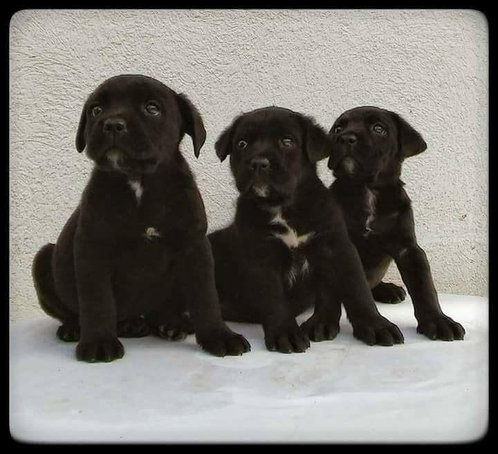 Cane-Corso-stenci