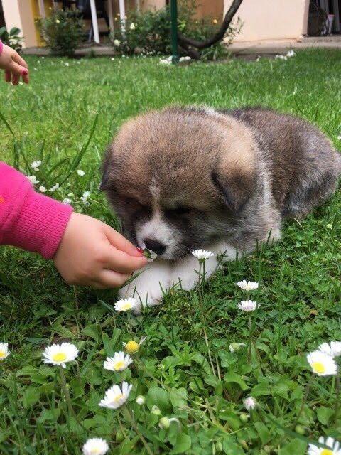 Akita-Inu--stenci