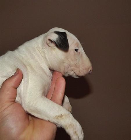 BULL-TERRIER