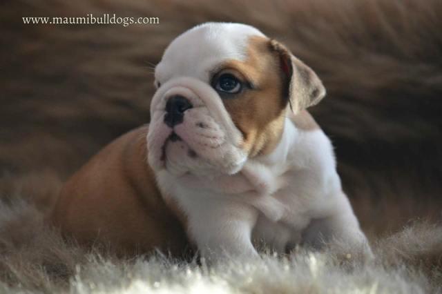 Engleski-buldog-