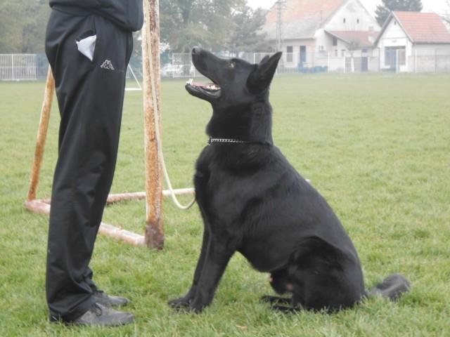 Stenci-nemackog-ovcara-radne-linij