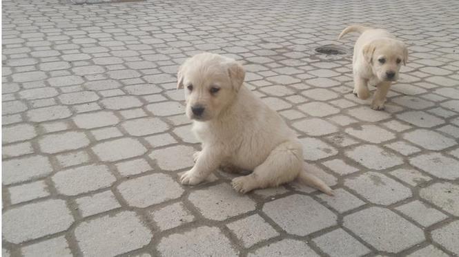 Stenci labradora