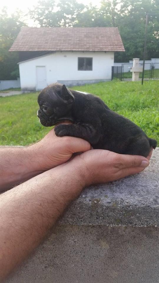 Francuski-buldog