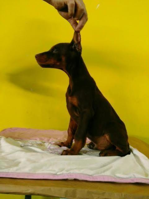 Doberman-štenci-