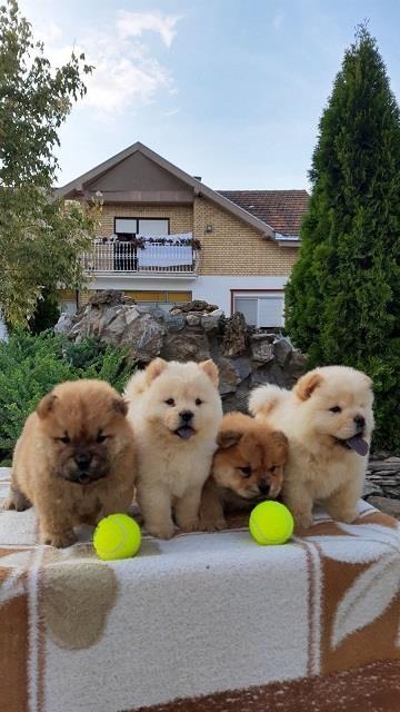 Chow-chow-cau-cau-stenad