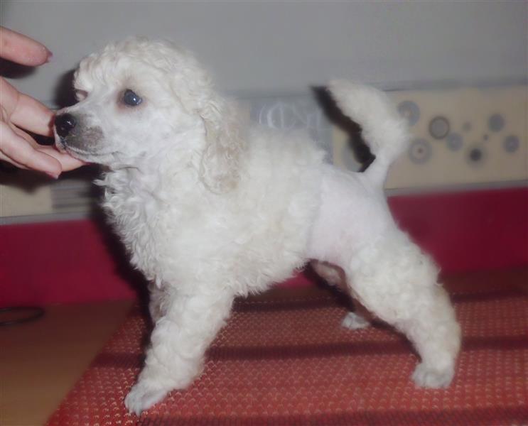 Pudla
