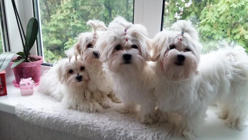 Maltezer-i-coton-de-tulear-stenci-na-prodaju
