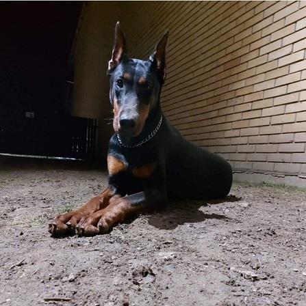 Doberman-štenci