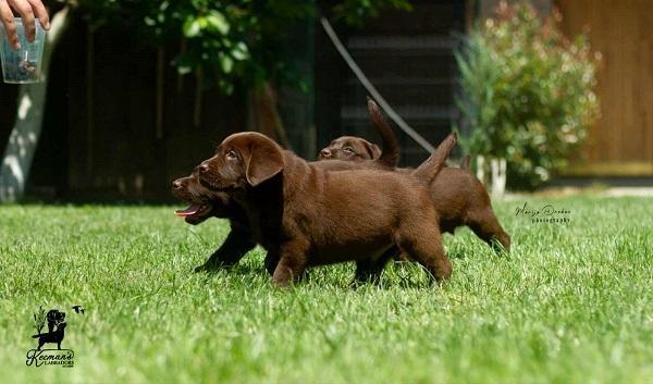 Čokoladni-Labrador-Retriver-štenci
