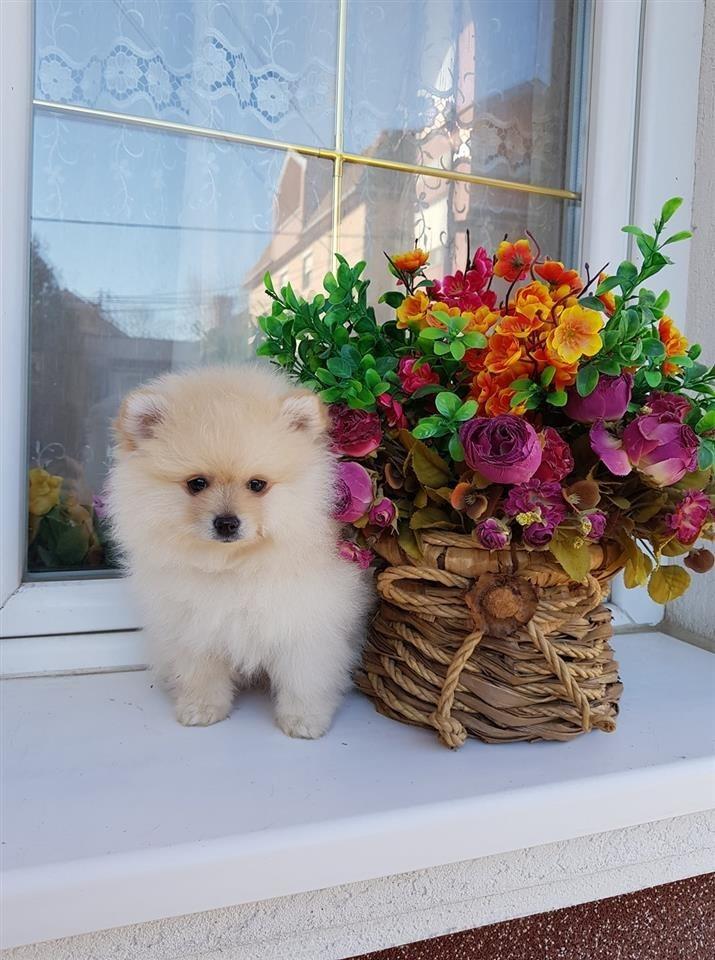 Pomeranac-boo