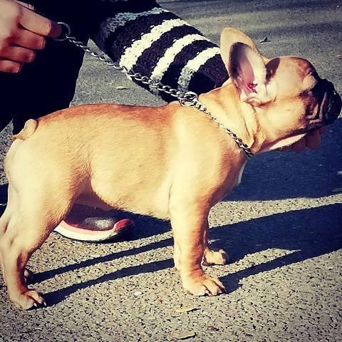 Francuski-buldog-štenad