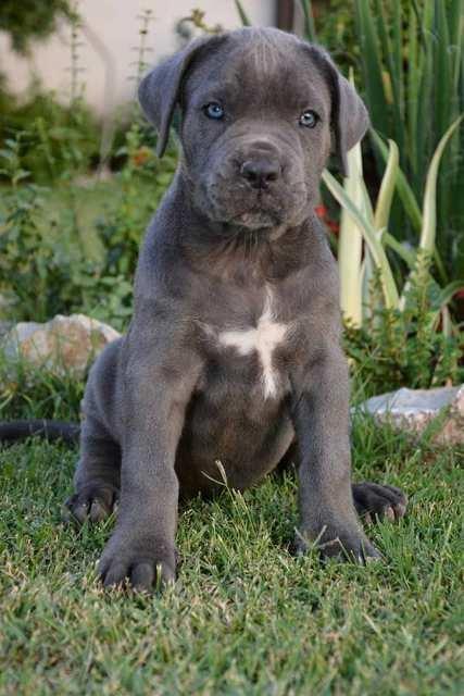 Sivi-cane-corso-stenci