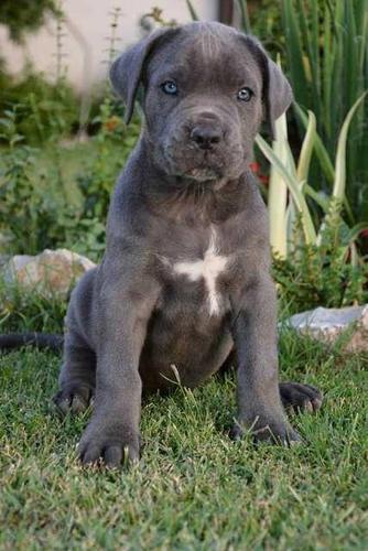 Sivi cane corso stenci