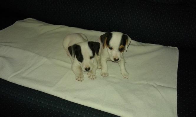 Jack Russell Terrier stenad