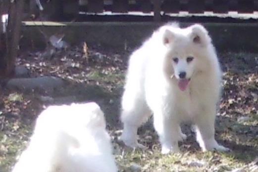 Samojed-zenka