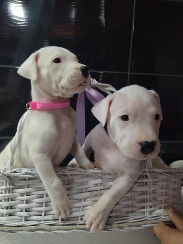 Dogo Argentino 