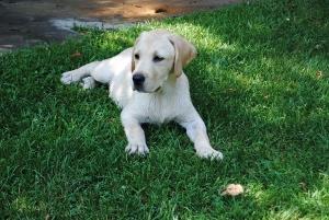 Labrador i poenter stenci 