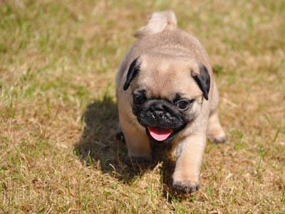 Mops