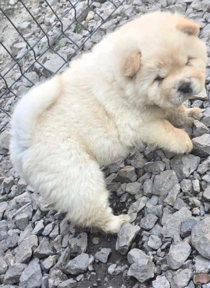 Chow-chow-prelepi-krem-stenci