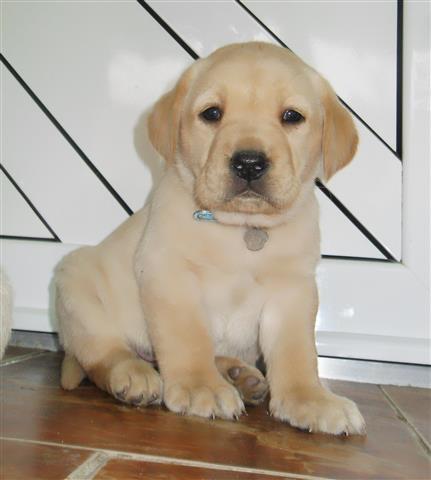 Labrador-retriever-stenci-