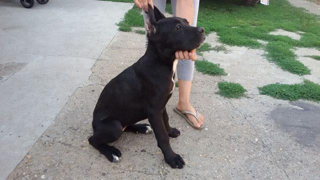 Cane-Corso