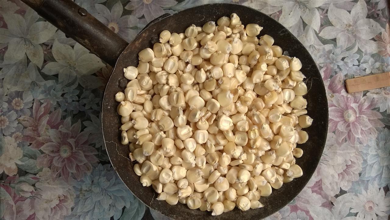 kukuruz-beli-osmak