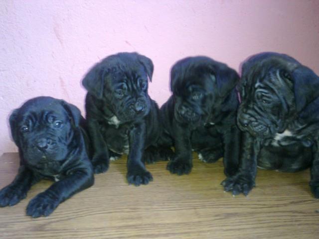 Cane-Corso-stenci