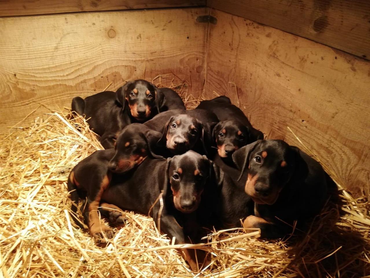 Doberman-štenci