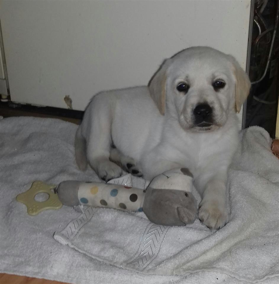 Labrador-retriver