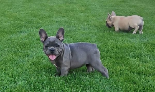 Francuski-buldog-
