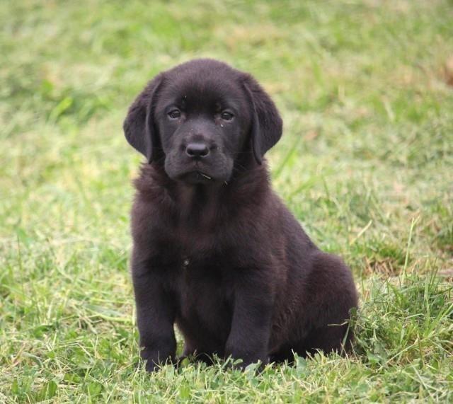 Labrador-retriver-stenci