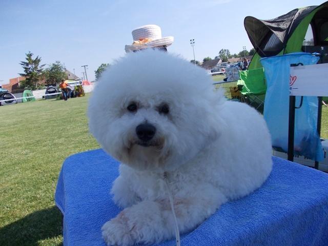 Kovrdzavi bison, BICHON FRISE