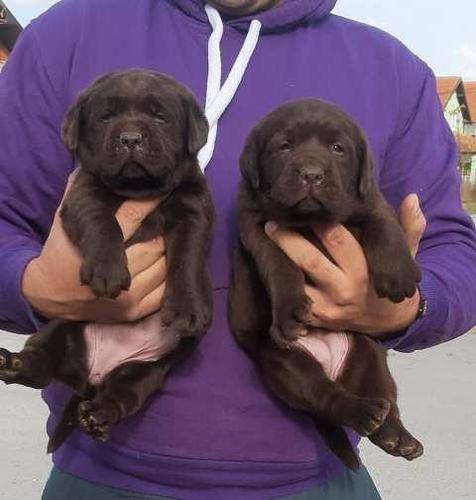 Labrador, čokoladni štenci