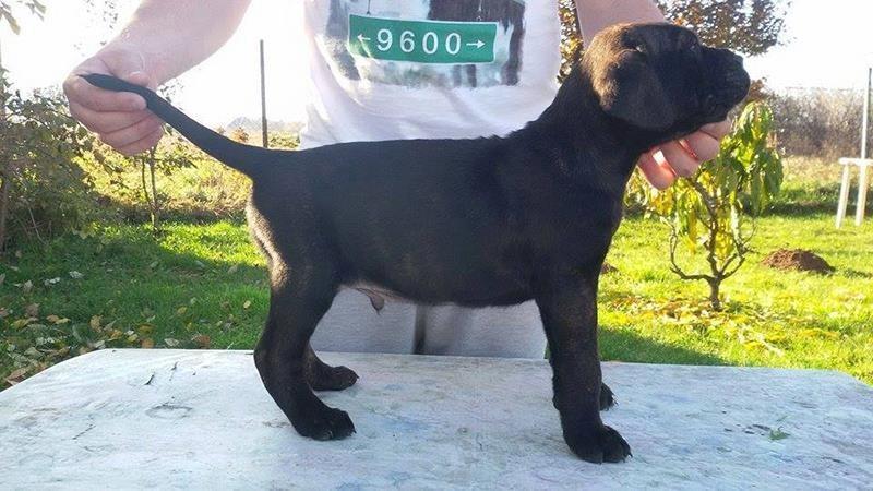 Cane-Corso-štenad-na-prodaju