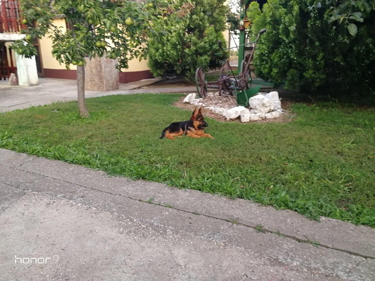 Nemački-ovčar-štenci